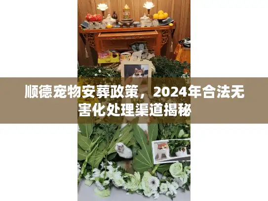 顺德宠物安葬政策，2024年合法无害化处理渠道揭秘