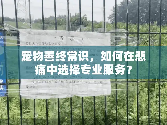 宠物善终常识，如何在悲痛中选择专业服务？