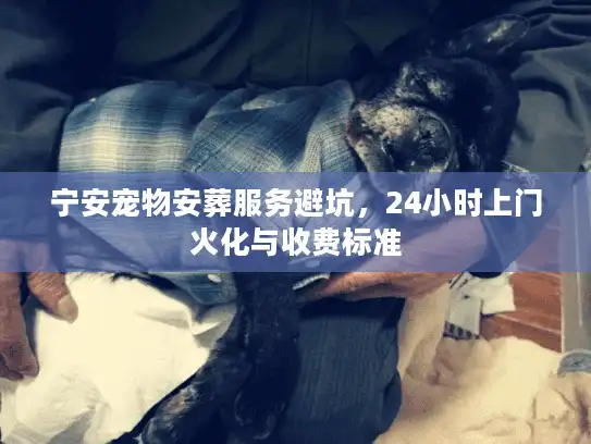 宁安宠物安葬服务避坑，24小时上门火化与收费标准