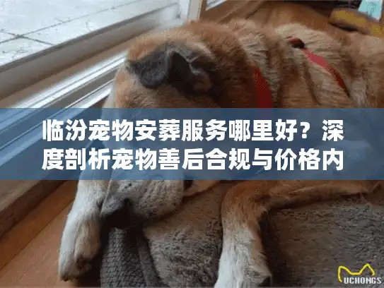 临汾宠物安葬服务哪里好？深度剖析宠物善后合规与价格内幕