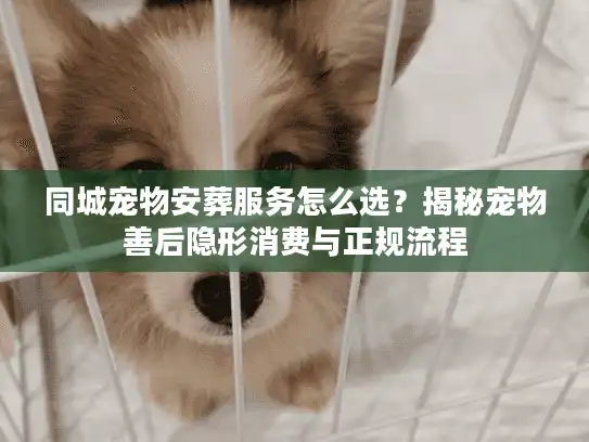 同城宠物安葬服务怎么选？揭秘宠物善后隐形消费与正规流程