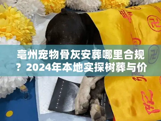 亳州宠物骨灰安葬哪里合规？2024年本地实探树葬与价格内幕