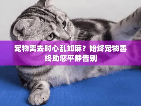 宠物离去时心乱如麻？始终宠物善终助您平静告别
