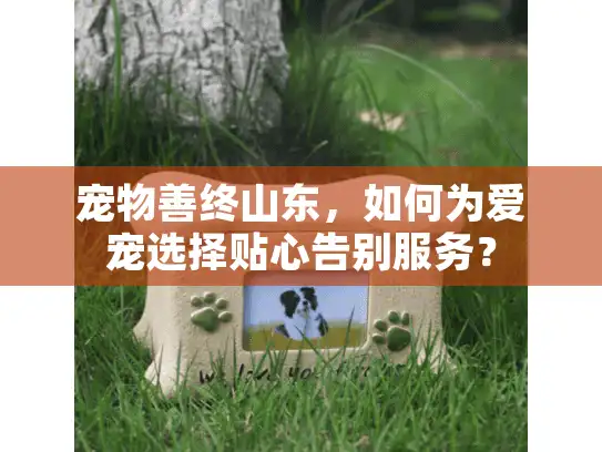 宠物善终山东，如何为爱宠选择贴心告别服务？