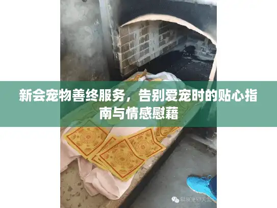 新会宠物善终服务，告别爱宠时的贴心指南与情感慰藉