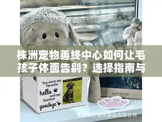 株洲宠物善终中心如何让毛孩子体面告别？选择指南与避坑建议