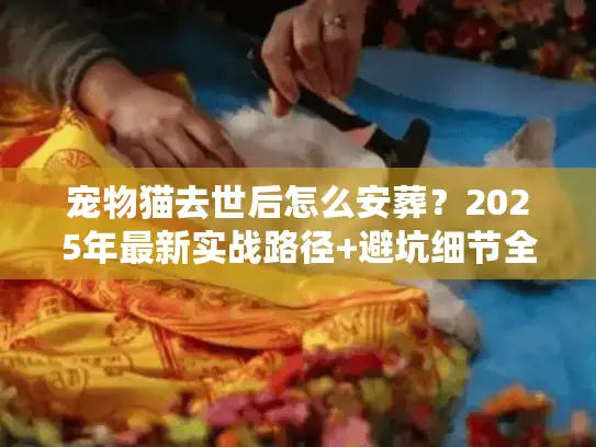 宠物猫去世后怎么安葬？2025年最新实战路径+避坑细节全曝光