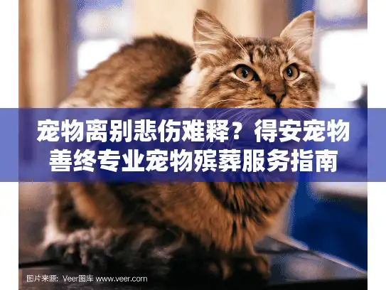 宠物离别悲伤难释？得安宠物善终专业宠物殡葬服务指南