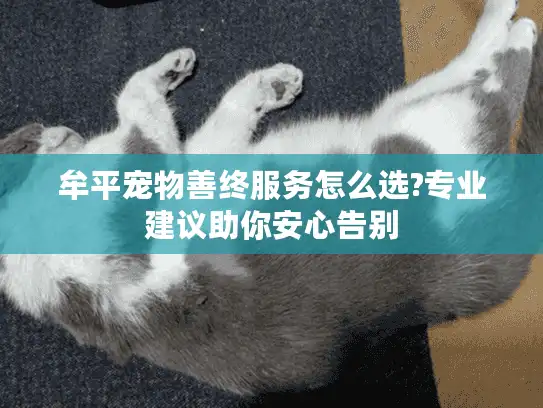 牟平宠物善终服务怎么选?专业建议助你安心告别