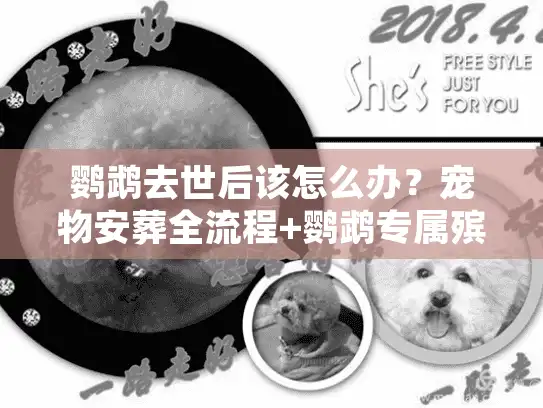 鹦鹉去世后该怎么办？宠物安葬全流程+鹦鹉专属殡葬图片大全，看完不慌