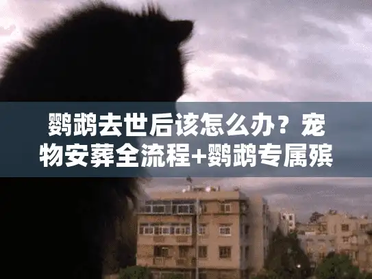 鹦鹉去世后该怎么办？宠物安葬全流程+鹦鹉专属殡葬图片大全，看完不慌