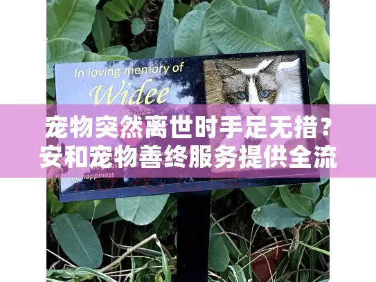 宠物突然离世时手足无措？安和宠物善终服务提供全流程专业陪伴