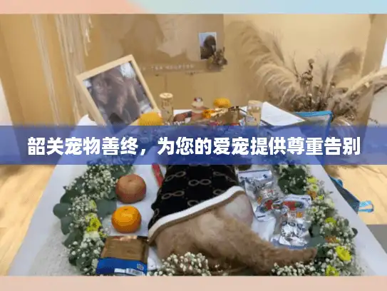 韶关宠物善终，为您的爱宠提供尊重告别