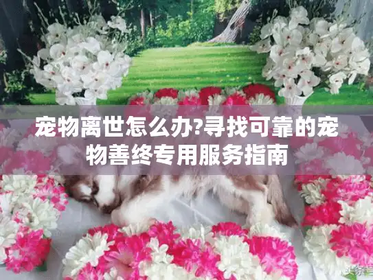 宠物离世怎么办?寻找可靠的宠物善终专用服务指南