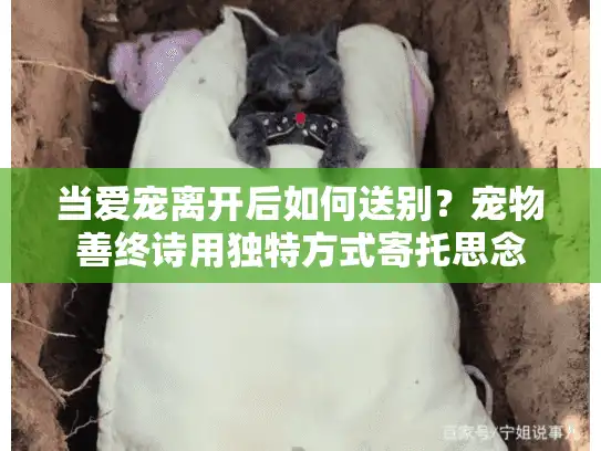 当爱宠离开后如何送别？宠物善终诗用独特方式寄托思念