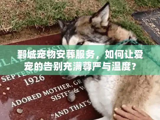 鄄城宠物安葬服务，如何让爱宠的告别充满尊严与温度？