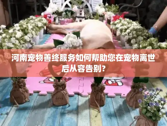 河南宠物善终服务如何帮助您在宠物离世后从容告别？
