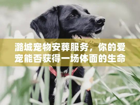 潞城宠物安葬服务，你的爱宠能否获得一场体面的生命谢幕？