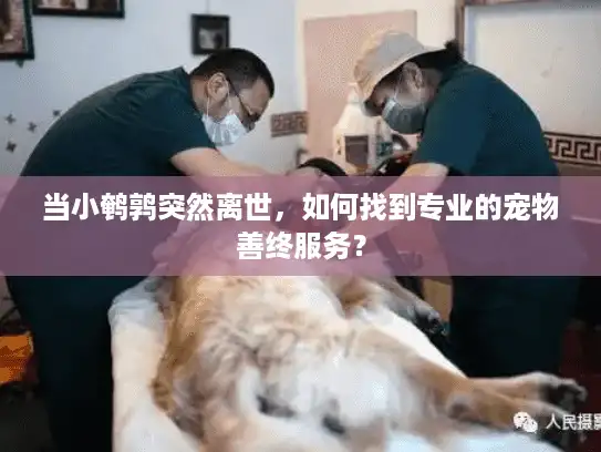 当小鹌鹑突然离世，如何找到专业的宠物善终服务？
