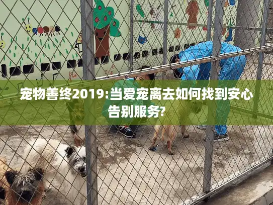 宠物善终2019:当爱宠离去如何找到安心告别服务?