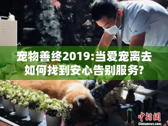 宠物善终2019:当爱宠离去如何找到安心告别服务?