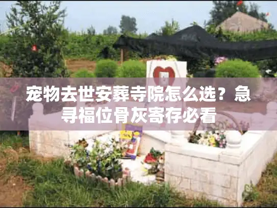 宠物去世安葬寺院怎么选？急寻福位骨灰寄存必看