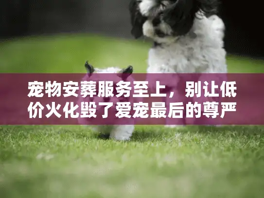 宠物安葬服务至上，别让低价火化毁了爱宠最后的尊严