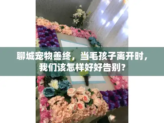 聊城宠物善终，当毛孩子离开时，我们该怎样好好告别？