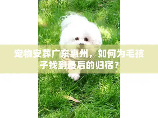 宠物安葬广东惠州，如何为毛孩子找到最后的归宿？