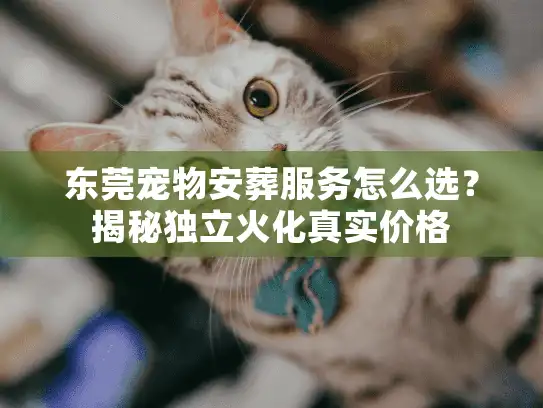 东莞宠物安葬服务怎么选？揭秘独立火化真实价格