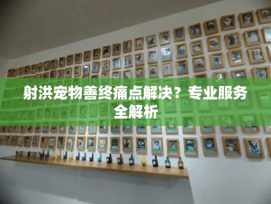 射洪宠物善终痛点解决？专业服务全解析