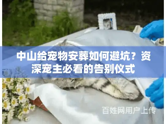 中山给宠物安葬如何避坑？资深宠主必看的告别仪式