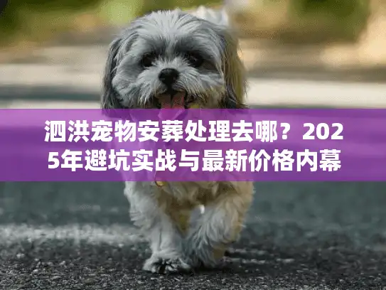 泗洪宠物安葬处理去哪？2025年避坑实战与最新价格内幕