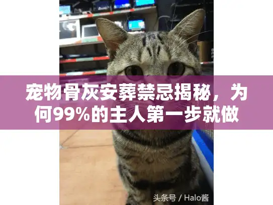 宠物骨灰安葬禁忌揭秘，为何99%的主人第一步就做错？