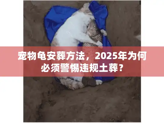 宠物龟安葬方法，2025年为何必须警惕违规土葬？