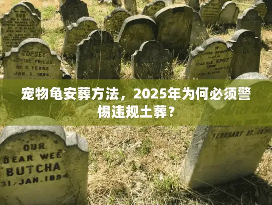 宠物龟安葬方法，2025年为何必须警惕违规土葬？