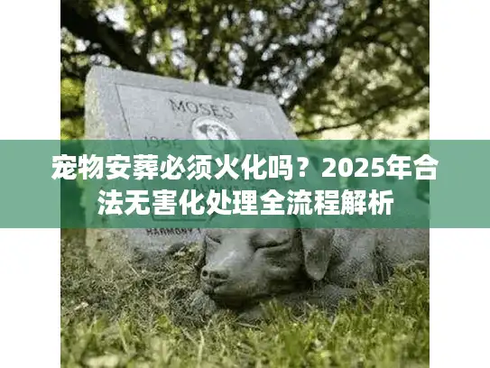 宠物安葬必须火化吗？2025年合法无害化处理全流程解析
