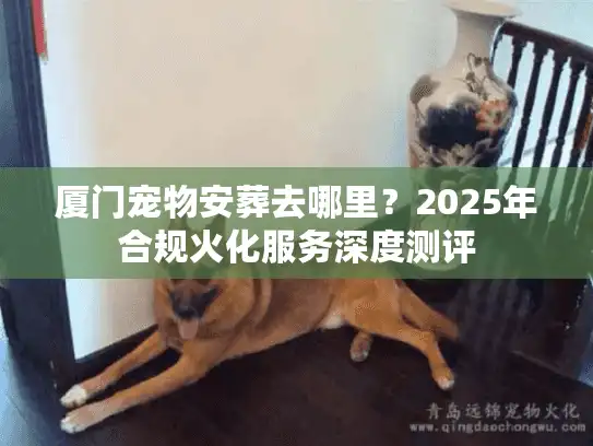 厦门宠物安葬去哪里？2025年合规火化服务深度测评