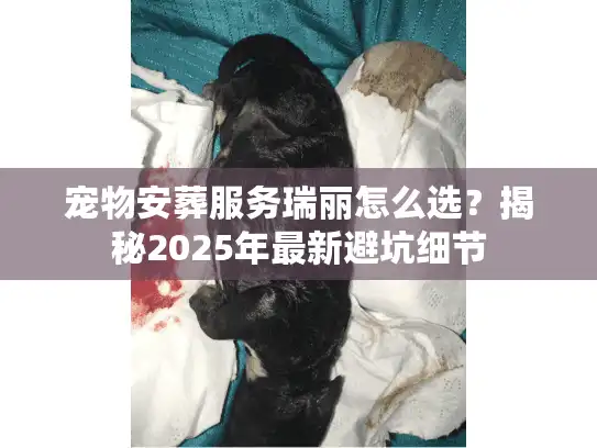 宠物安葬服务瑞丽怎么选？揭秘2025年最新避坑细节