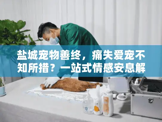盐城宠物善终，痛失爱宠不知所措？一站式情感安息解决方案在此！