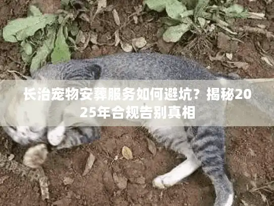 长治宠物安葬服务如何避坑？揭秘2025年合规告别真相