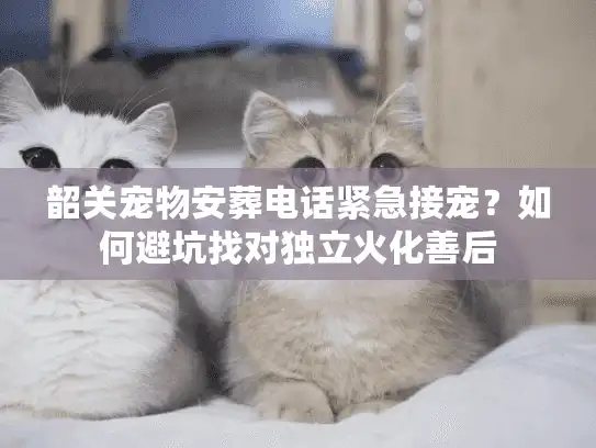 韶关宠物安葬电话紧急接宠？如何避坑找对独立火化善后