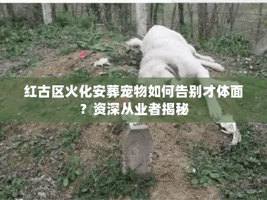 红古区火化安葬宠物如何告别才体面？资深从业者揭秘