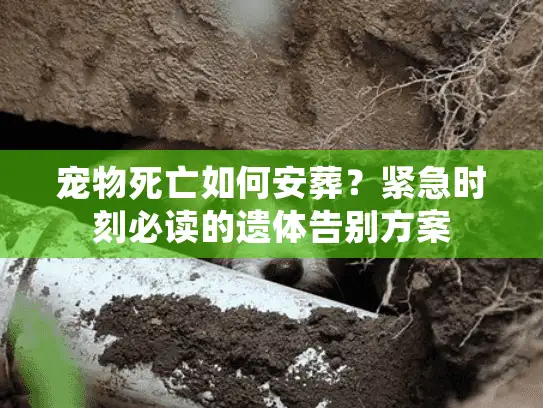 宠物死亡如何安葬？紧急时刻必读的遗体告别方案