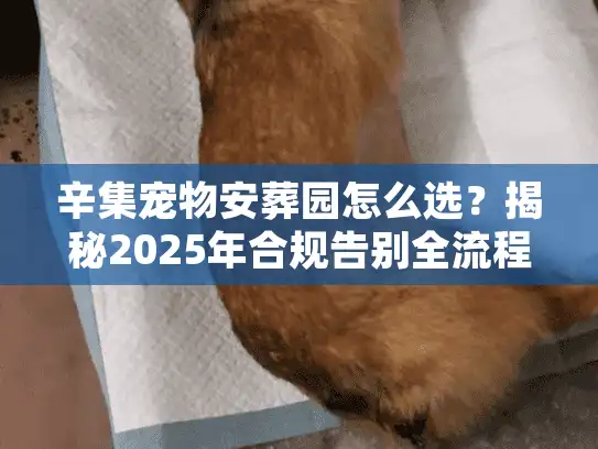 辛集宠物安葬园怎么选？揭秘2025年合规告别全流程