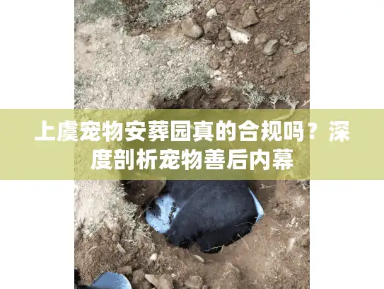上虞宠物安葬园真的合规吗？深度剖析宠物善后内幕