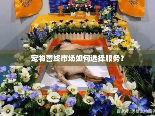 宠物善终市场如何选择服务？