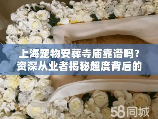上海宠物安葬寺庙靠谱吗？资深从业者揭秘超度背后的门道