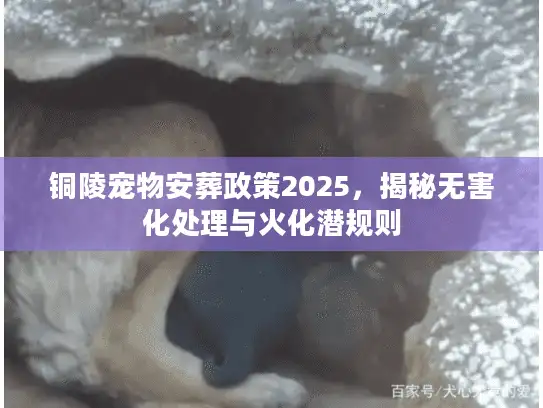 铜陵宠物安葬政策2025，揭秘无害化处理与火化潜规则