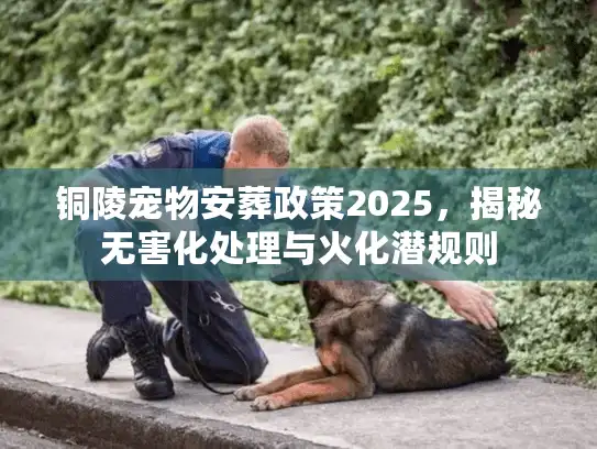 铜陵宠物安葬政策2025，揭秘无害化处理与火化潜规则
